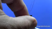 Video thumb for Flying Winged Beetle