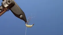 Video thumb for Bug Gut Scud