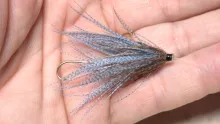 Video thumb for Little Blue Heron Fly