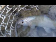 Video thumb for Fly Fishing Slovenia 2013 Series 6 - Catch and release. 