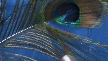 Video thumb for Parachute Quill Body Olive Emerger