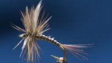 Video thumb for Ginger Quill