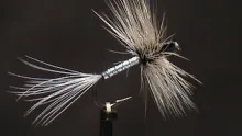 Video thumb for Badger Spider