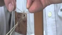 Video thumb for Wolly Bayer's Facocchi-style flies 