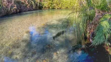 Video thumb for Catching huge trout in ultra clear water