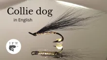 Video thumb for Collie Dog