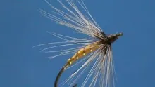 Video thumb for Orange Fish Hawk