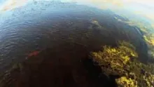 Video thumb for Springing Redfish