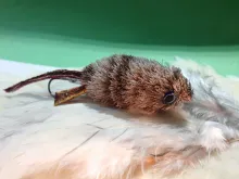User submitted picture: Gray Mouse Tube Fly