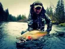User submitted picture: Wild steelhead - Alaska 2...