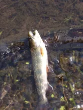 User submitted picture: Brookie, Northern Wiscons...