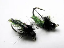 User submitted picture: Luccent Larva