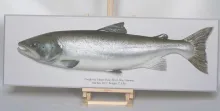 User submitted picture: 43'' Atlantic Salmon fr...