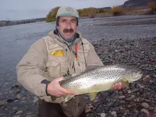 User submitted picture: BROWN TROUT
FISH WITH WI...