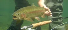 User submitted picture: Underwater shot of Rainbo...
