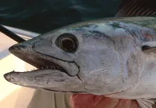 User submitted picture: Atlantic Bonito caught by...