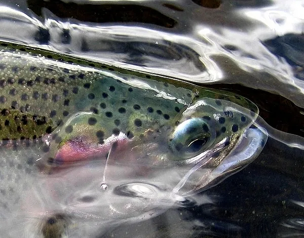 User submitted picture: Rainbow head