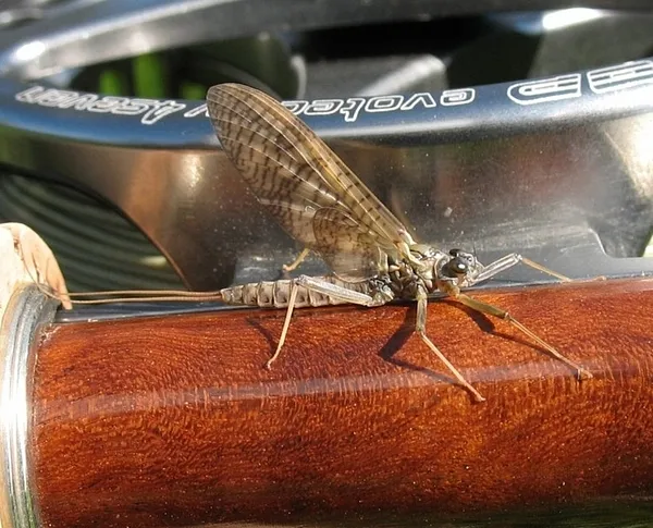 User submitted picture: A Newly Hatched Dun