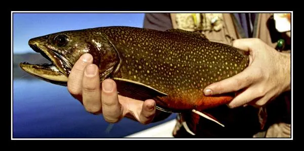 User submitted picture: Fontinalis, Lake Tromen, ...